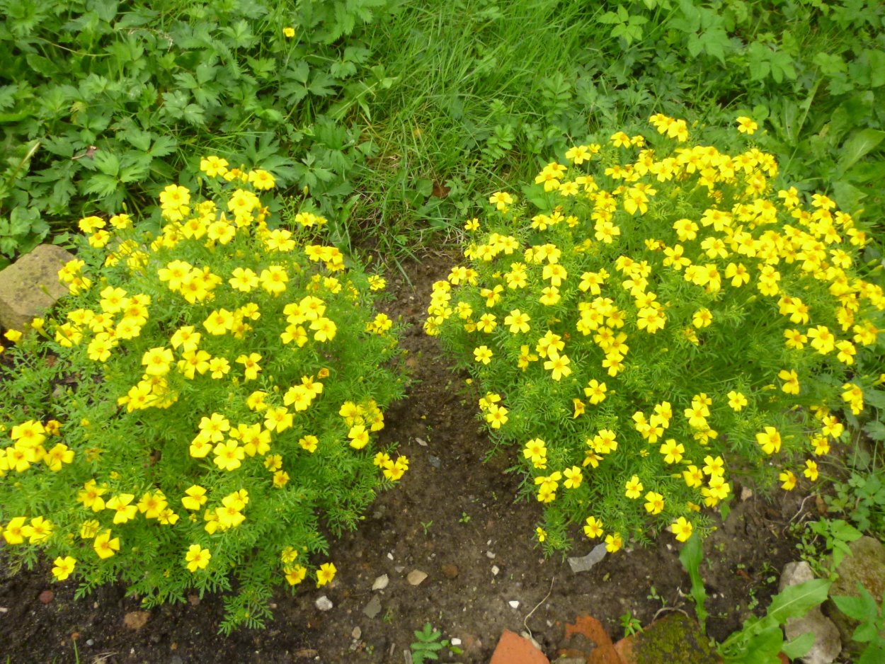 Бархатцы мелкоцветные