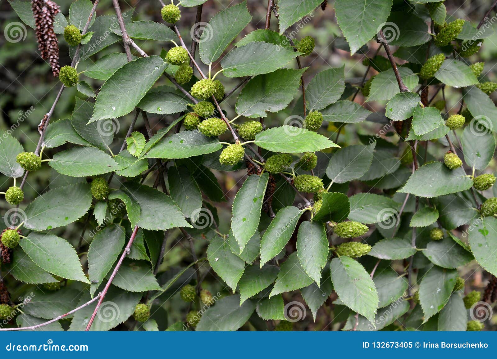 Береза вишневая