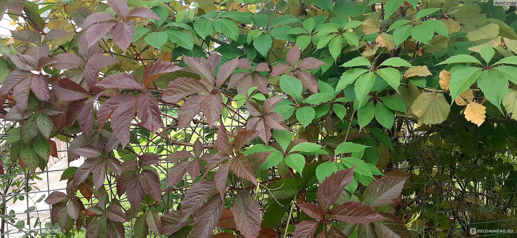 Девичий виноград Звездопад Девичий виноград Звездопад