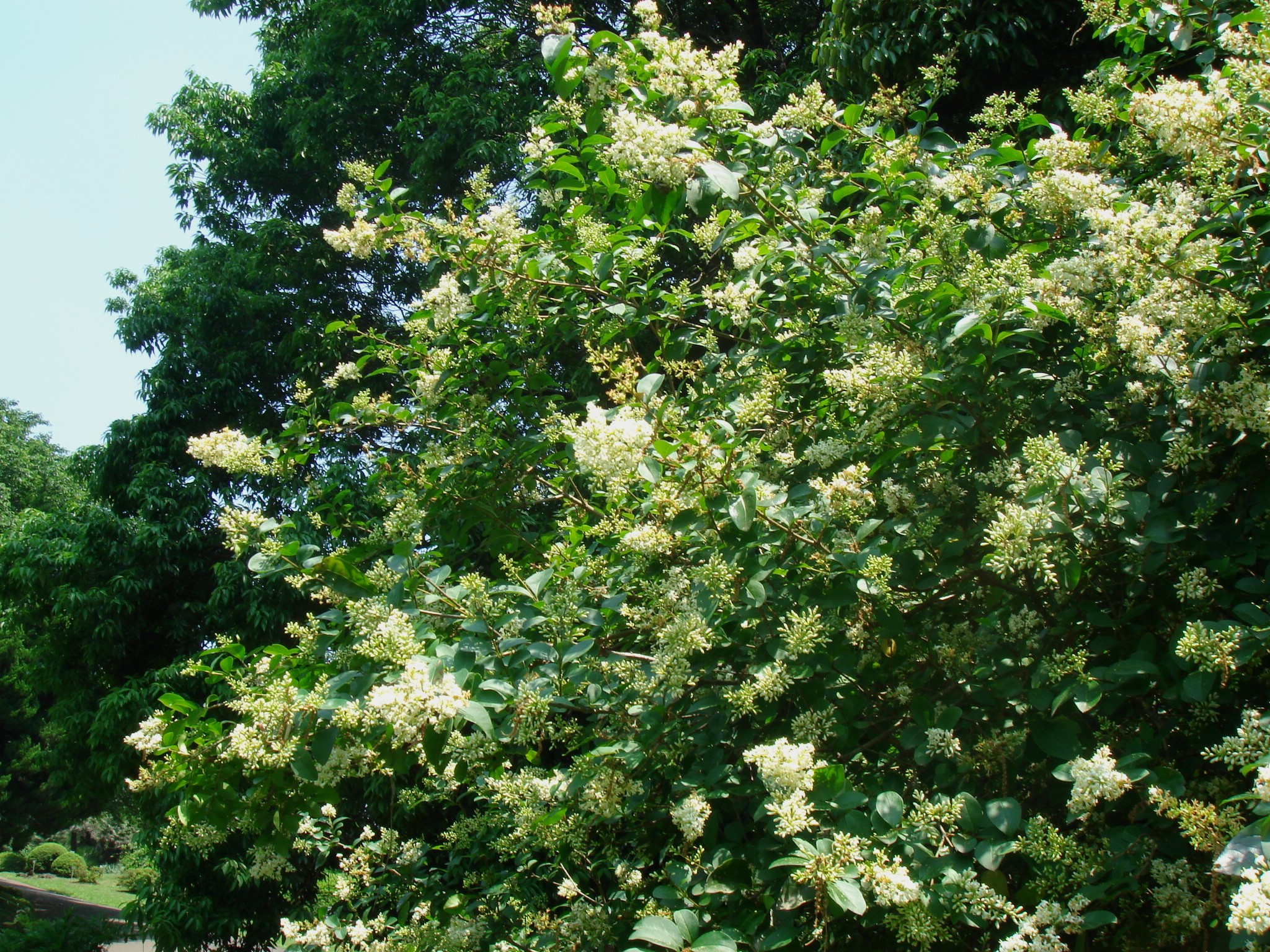 Бирючина блестящая Бирючина блестящая