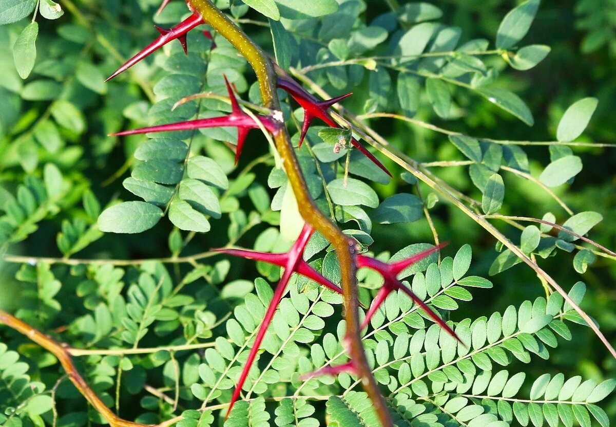 Гледичия трехколючковая Гледичия трехколючковая