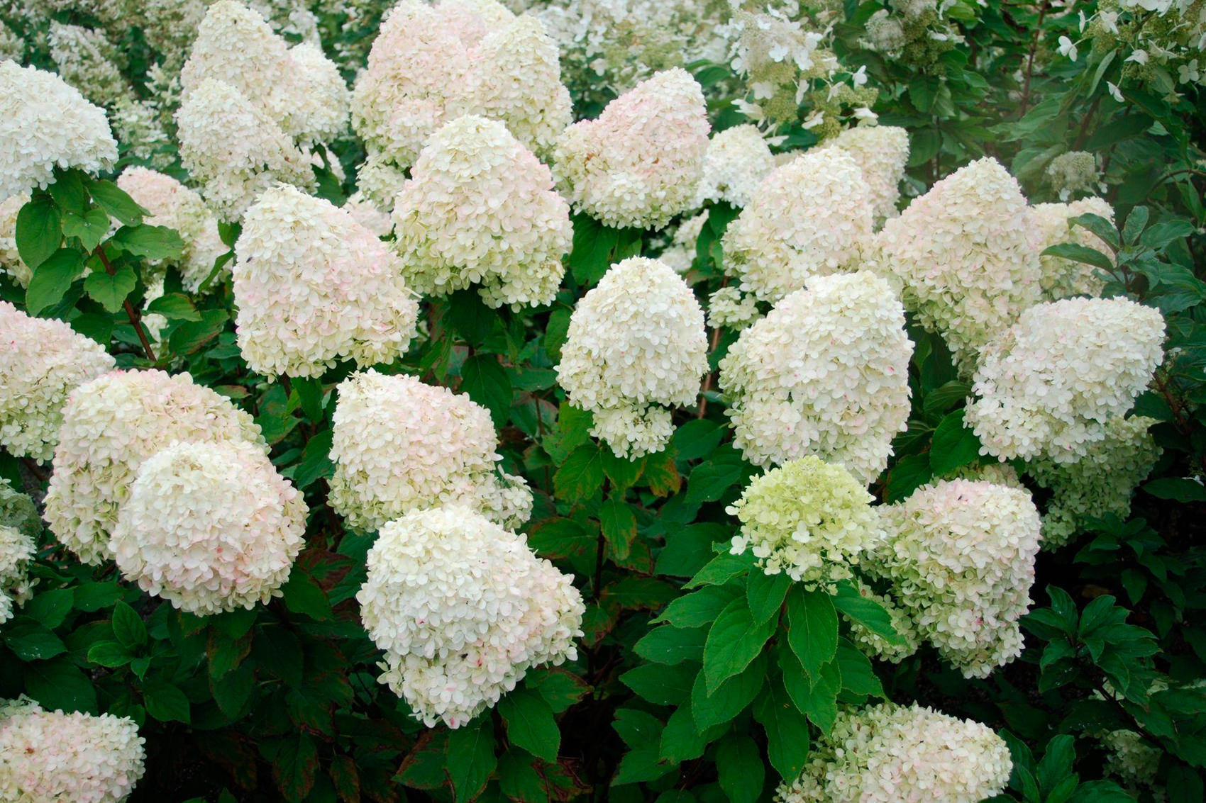 Гортензия метельчатая Гортензия метельчатая