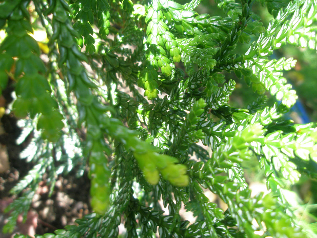 Туевик Туевик