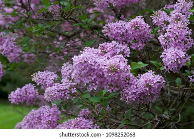 Сирень китайская