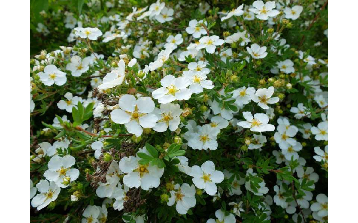 Лапчатка белая