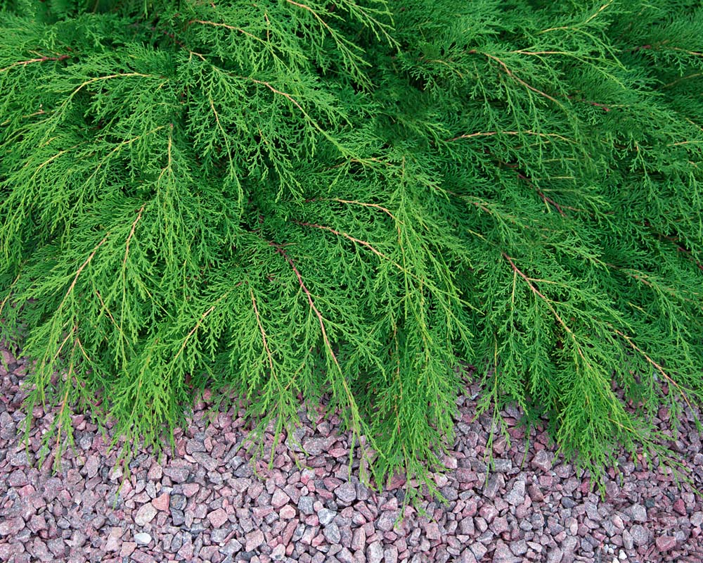 Микробиота