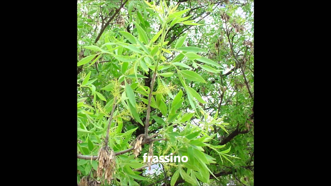 Ясень узколистный Ясень узколистный