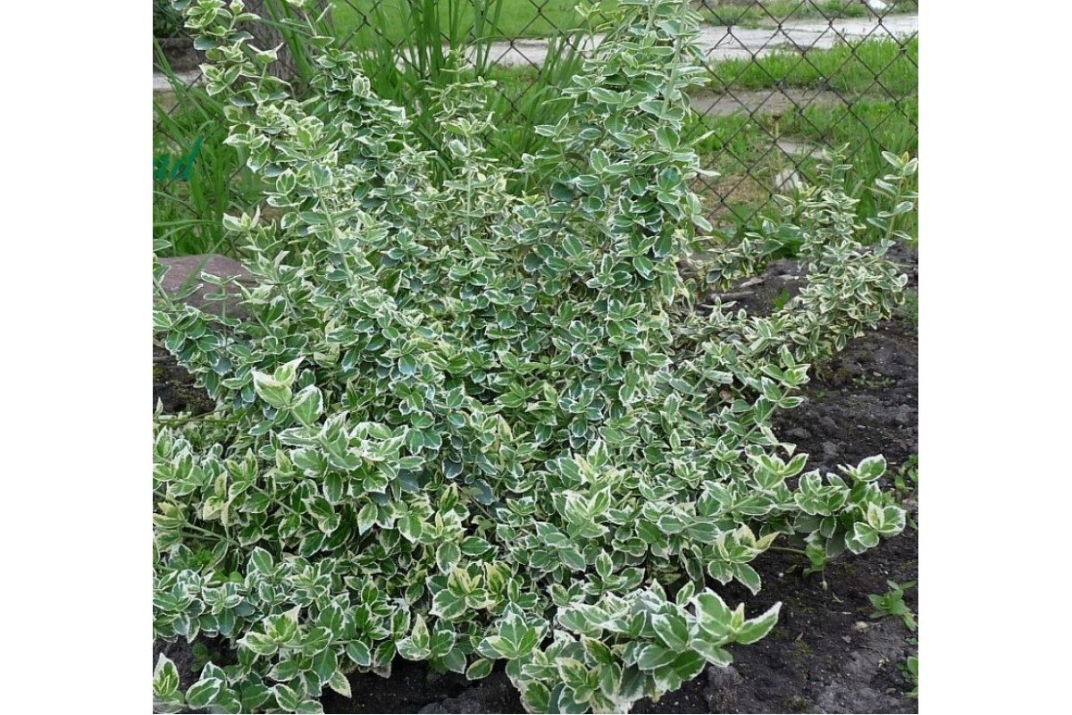 Бересклет Форчуна