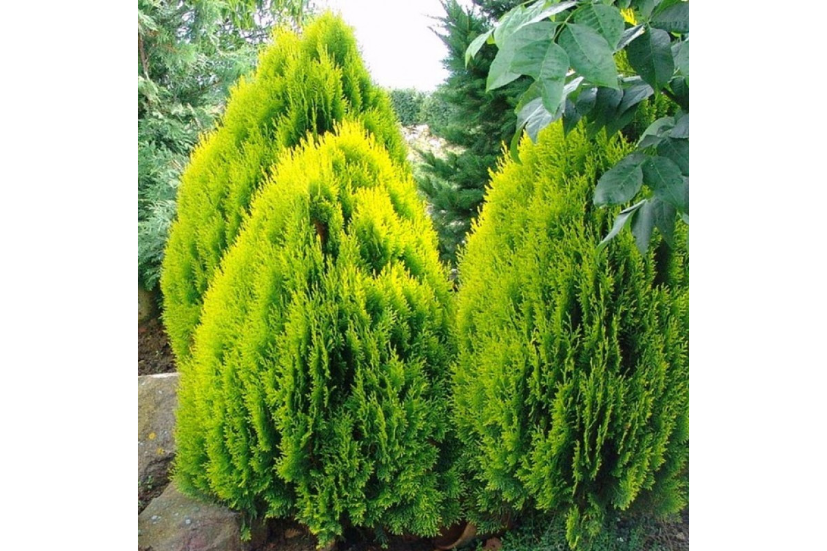 Туя восточная