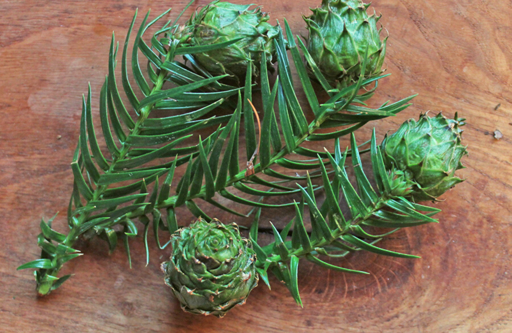 Куннингамия