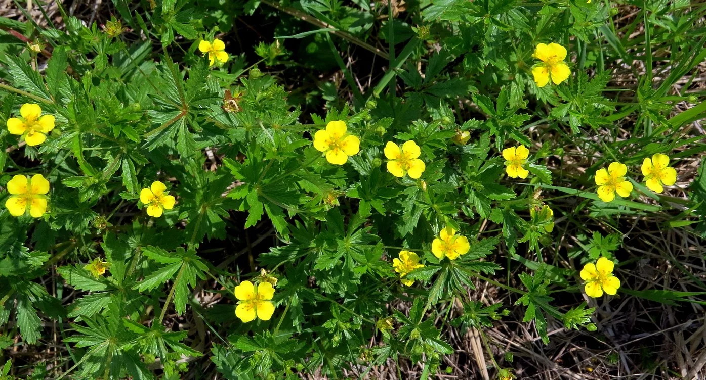 Лапчатка прямостоячая