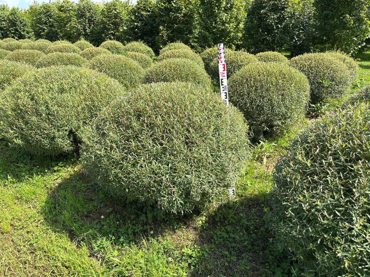 Ива пурпурная Ива пурпурная