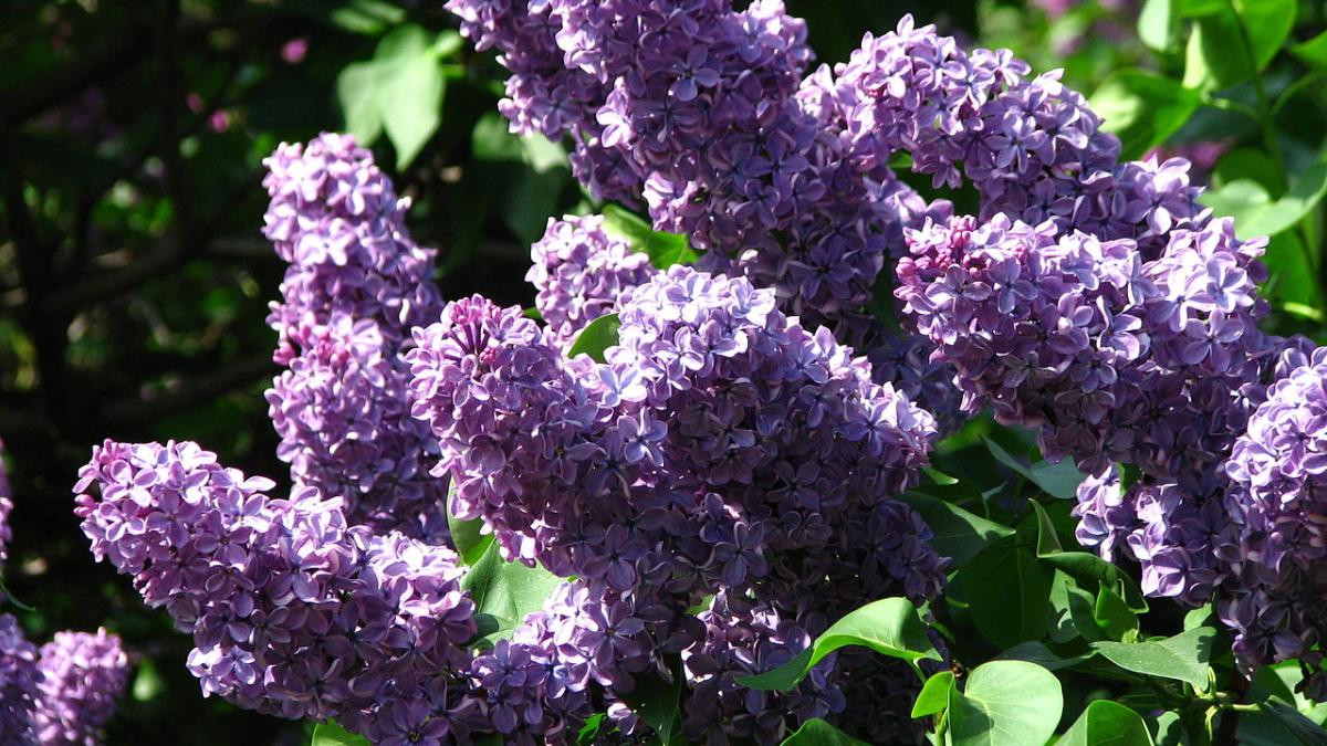 Сирень обыкновенная