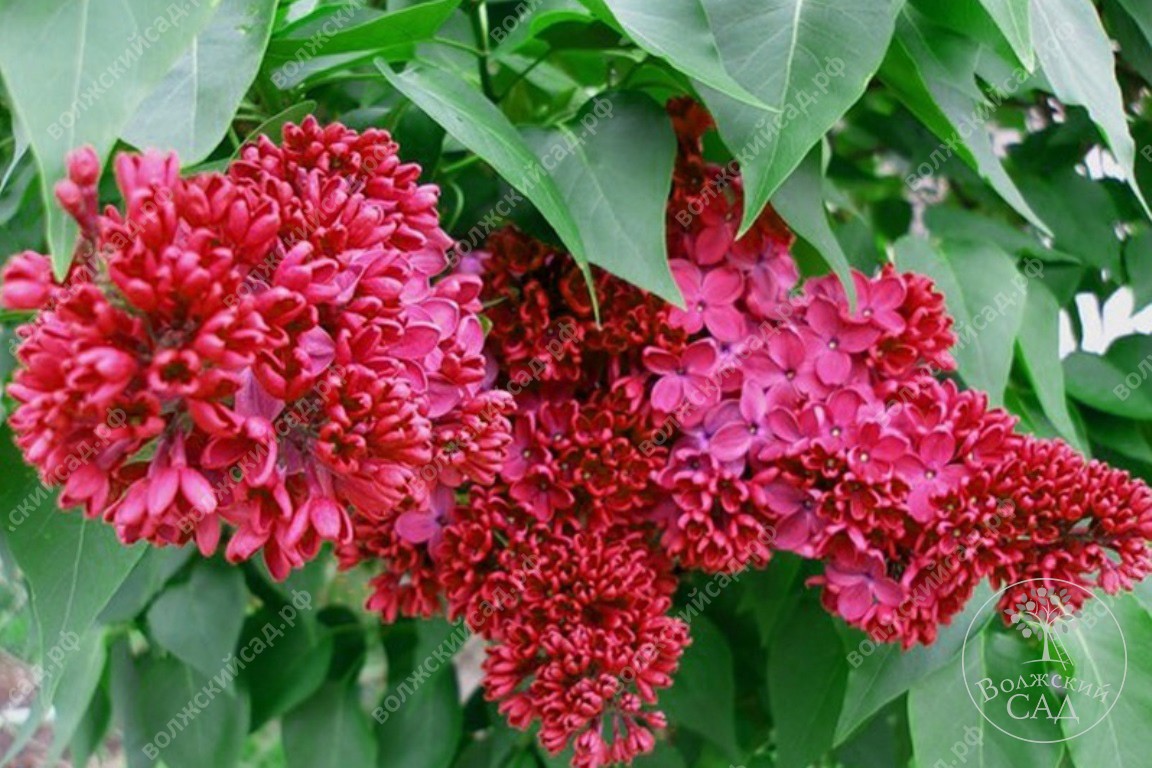 Сирень обыкновенная