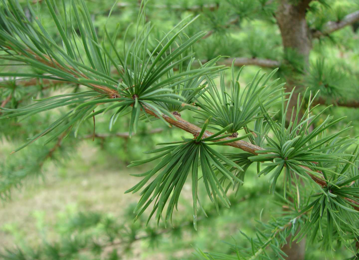 Лиственница европейская Лиственница европейская