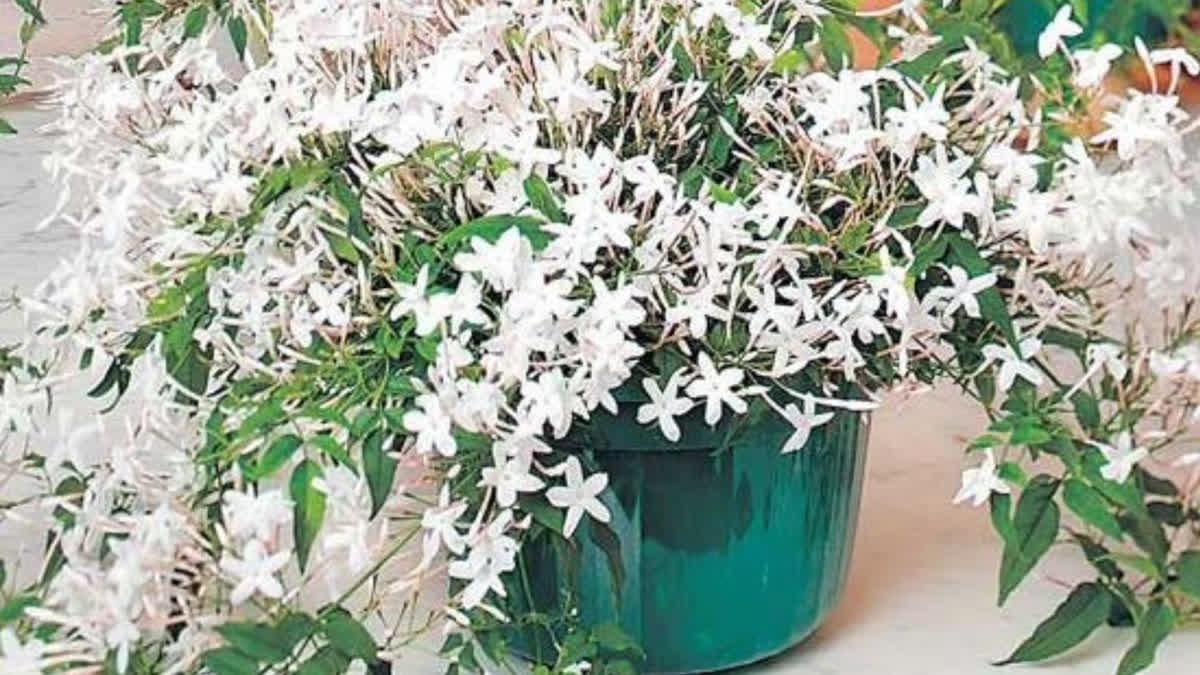 Жасмин многоцветковый Жасмин многоцветковый