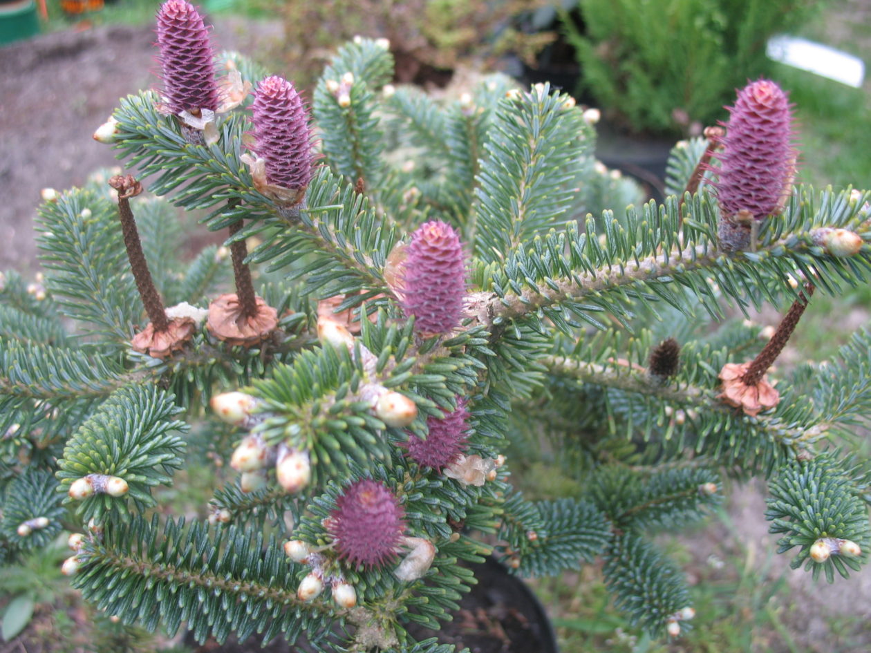 Пихта корейская