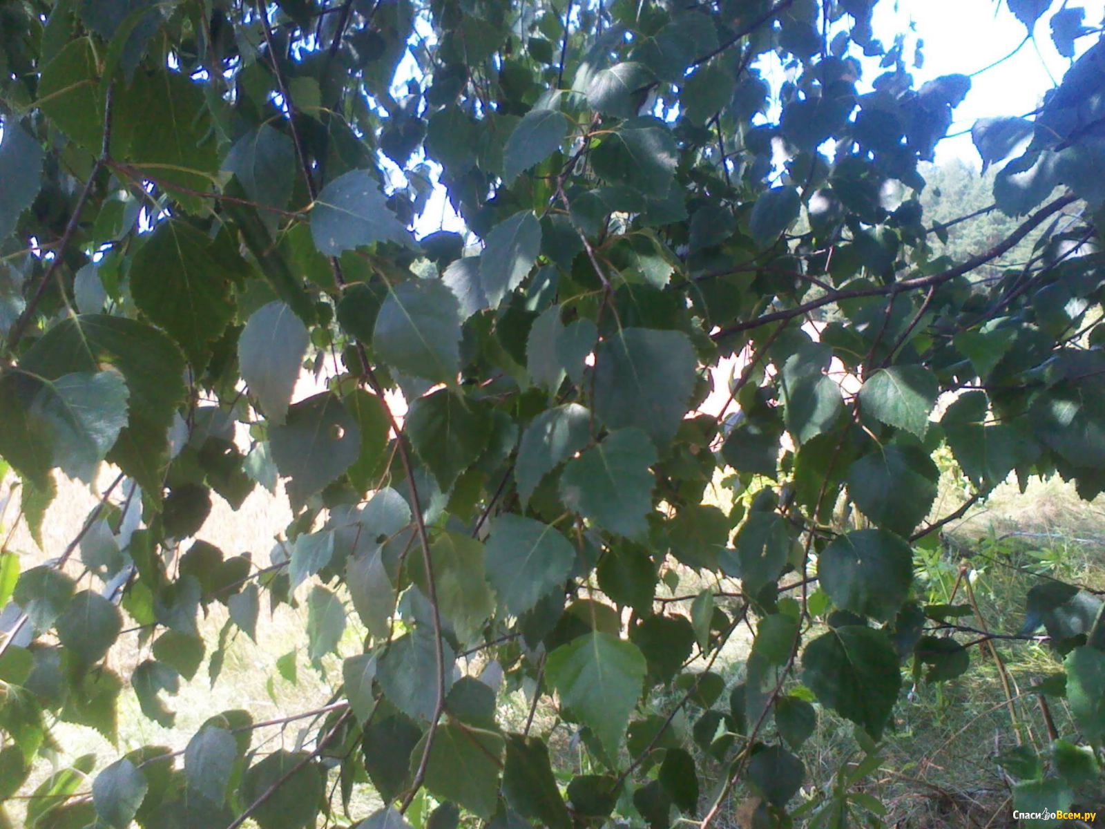 Береза вишневая