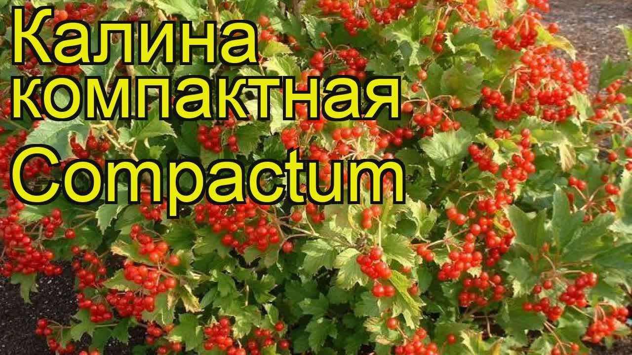 Калина душистая