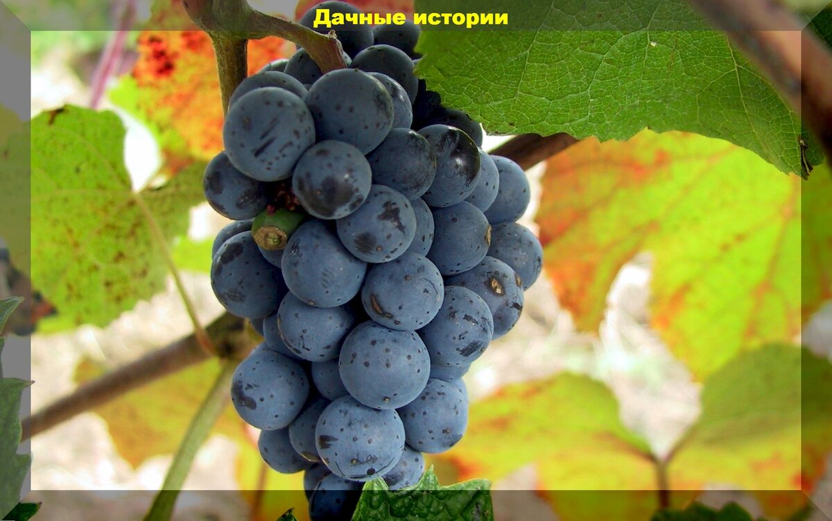 Виноград амурский