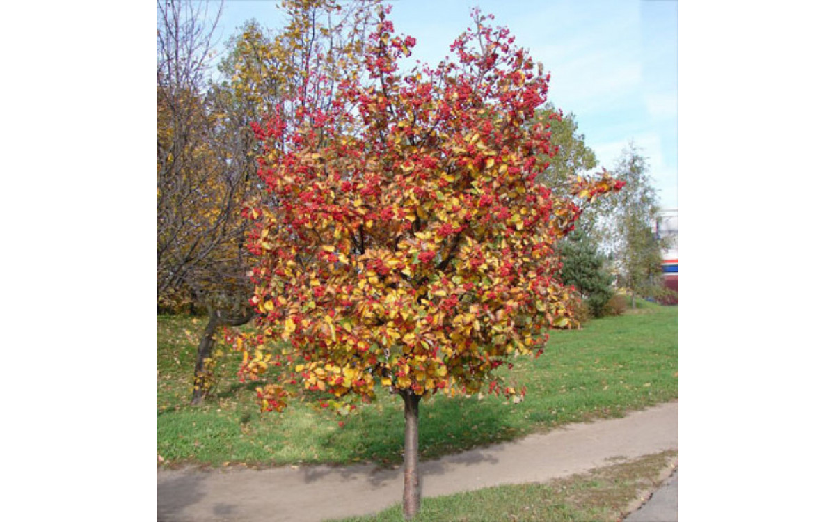 Рябина промежуточная