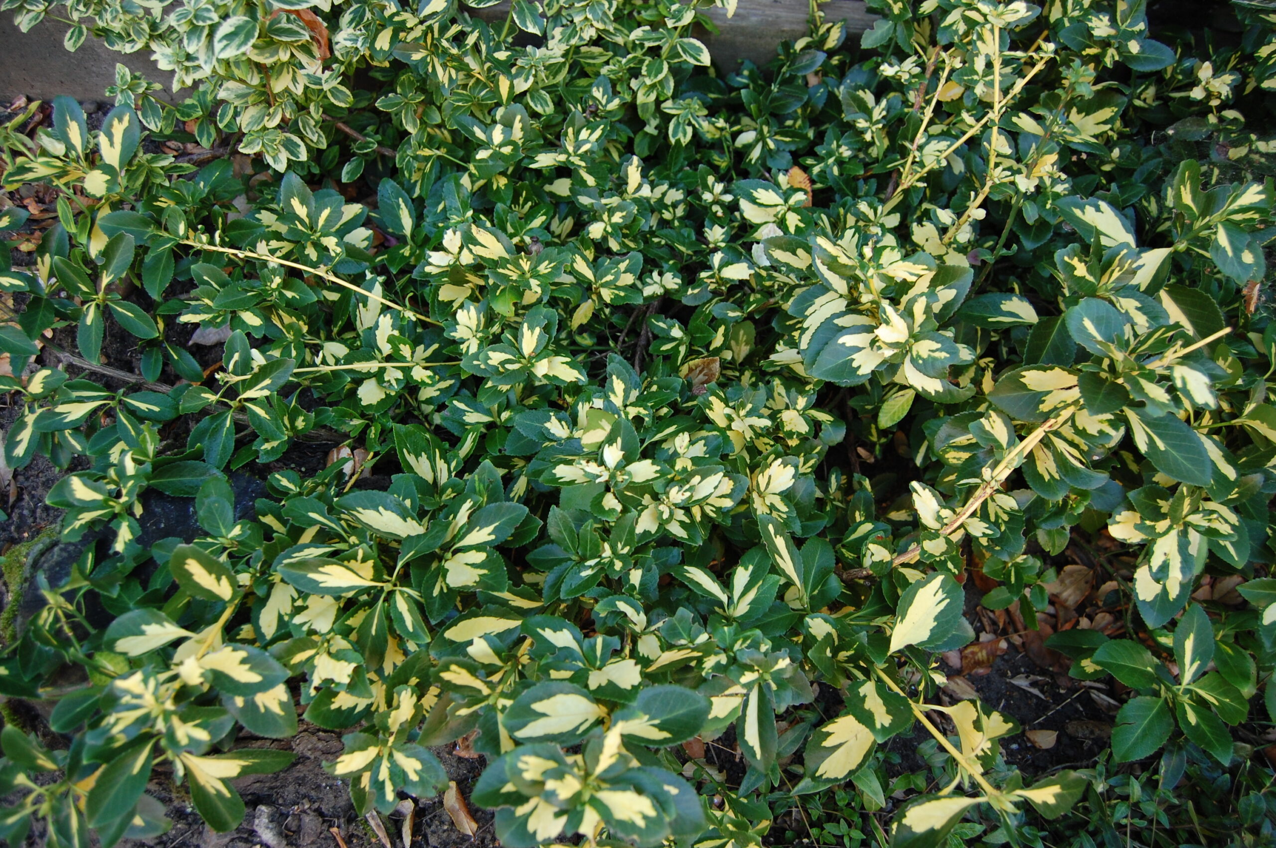 Бересклет Форчуна