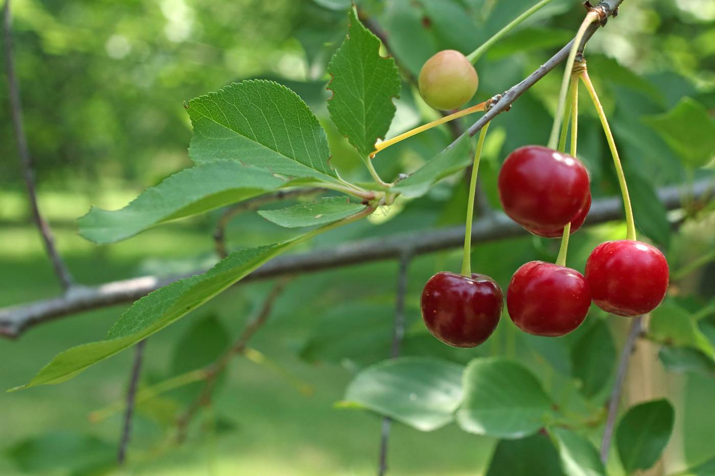 Вишня обыкновенная