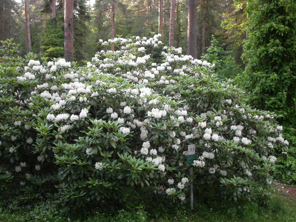 Рододендрон короткоплодный