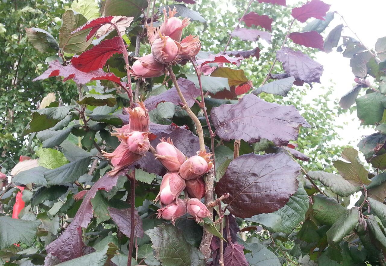 Фундук