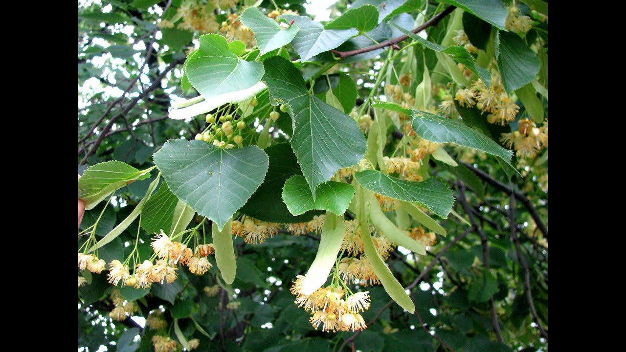 Липа крупнолистная