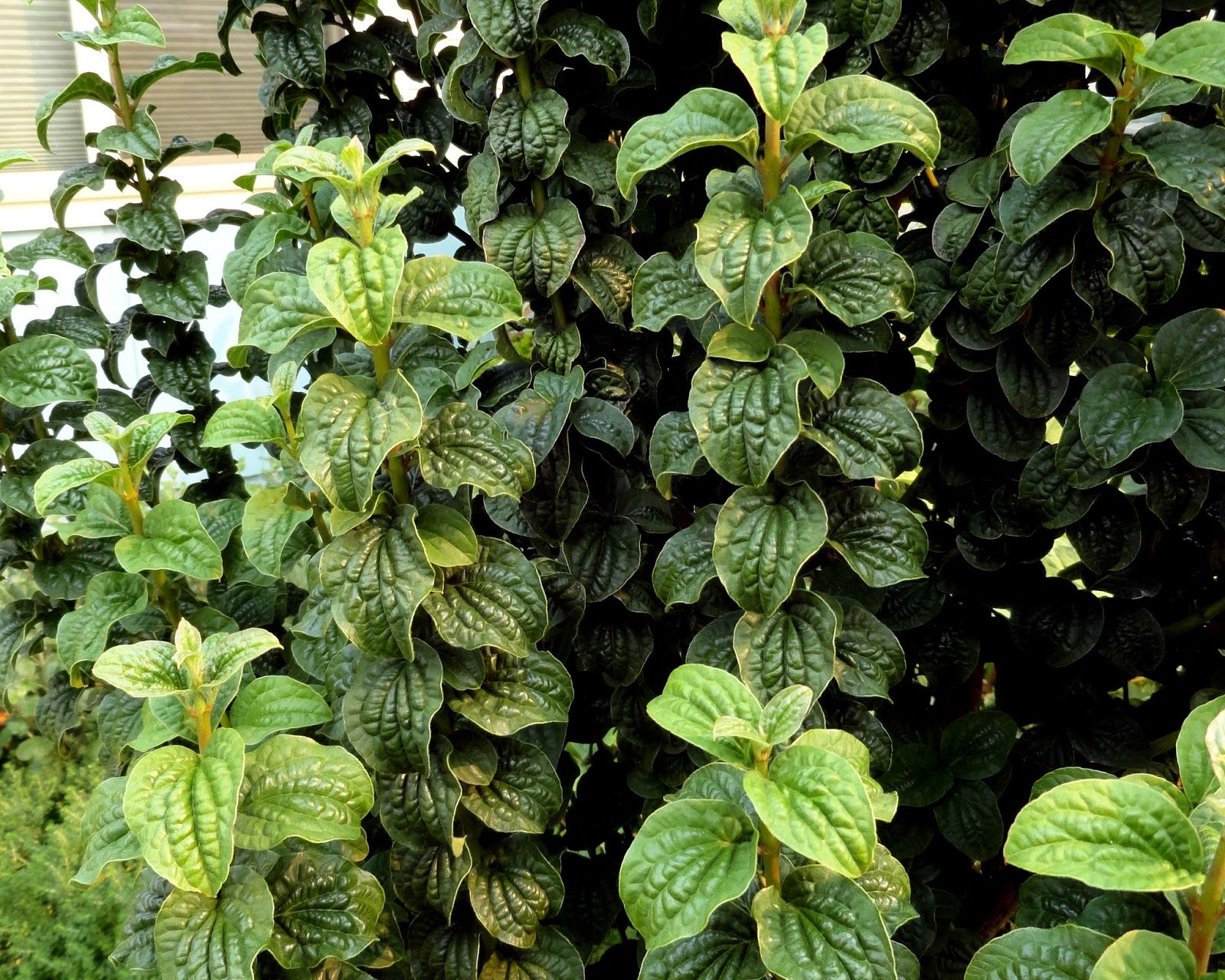 Дерен кроваво-красный Дерен кроваво-красный