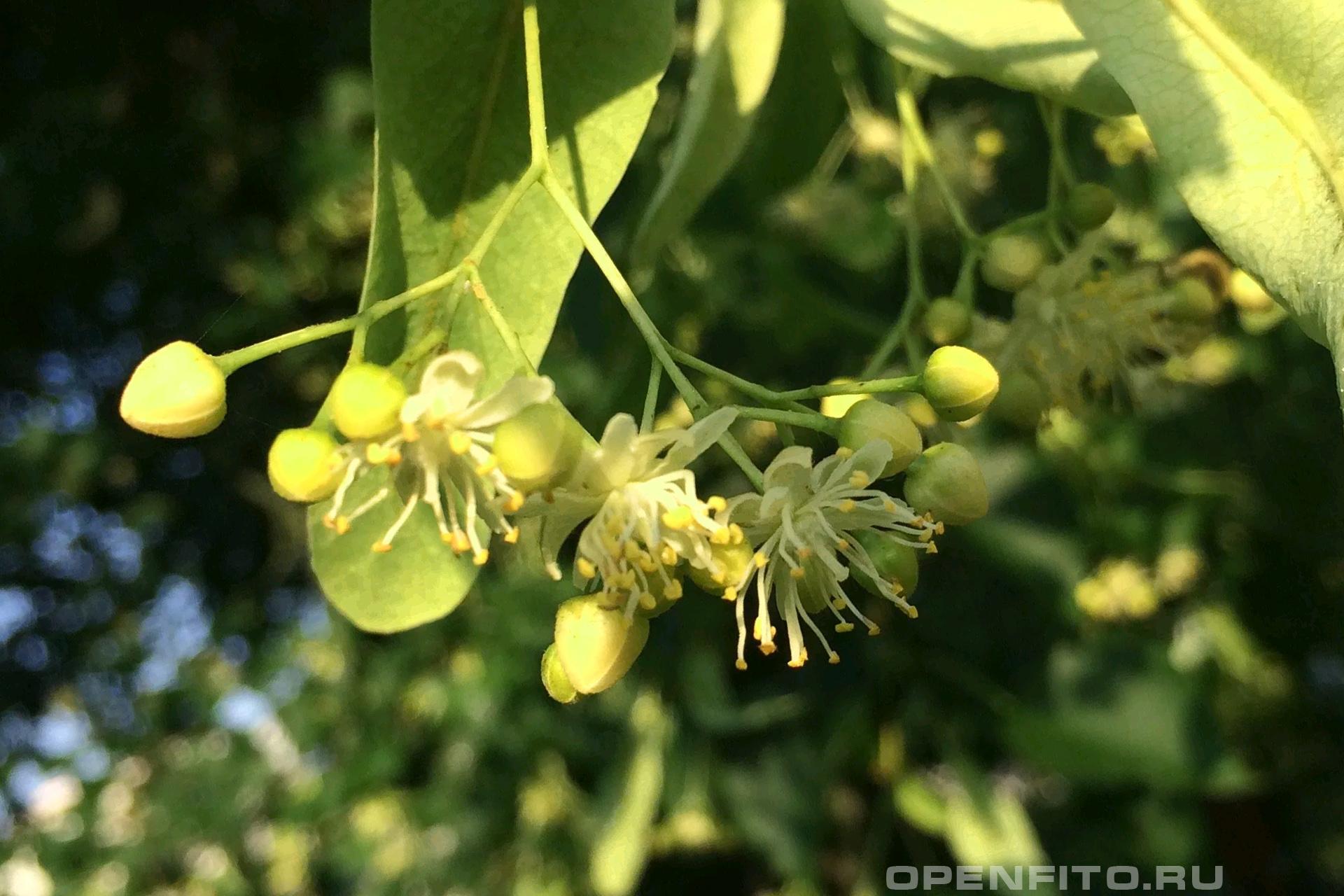 Липа маньчжурская