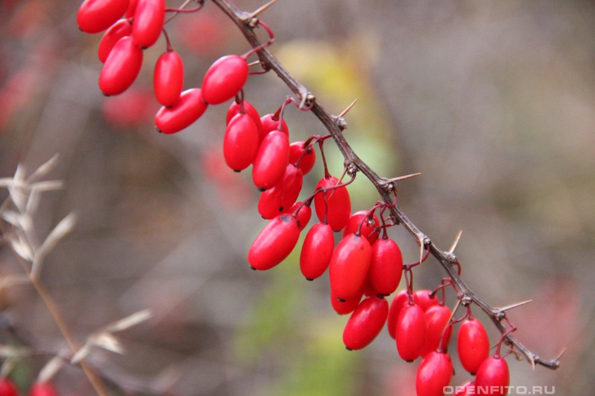 Барбарис боярышниковый