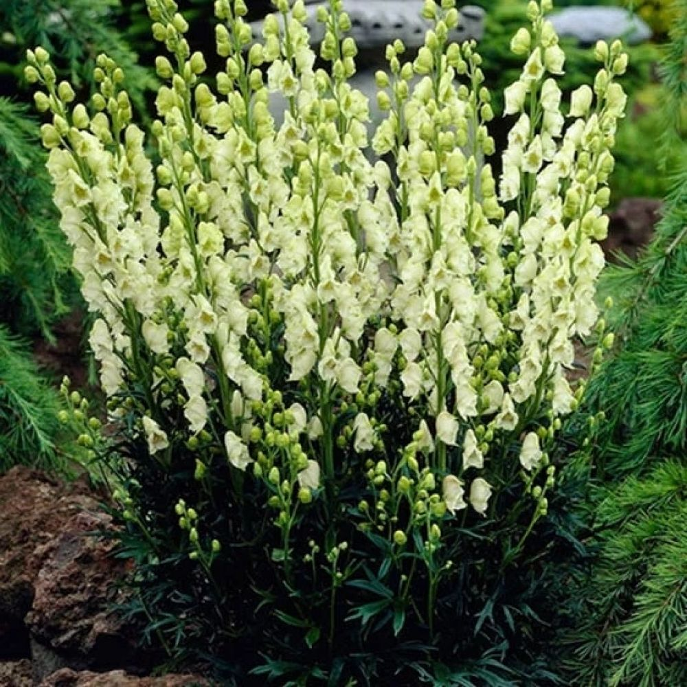 Аконит клобучковый