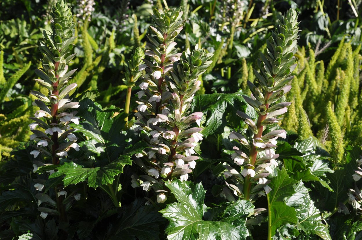 Аканта Аканта