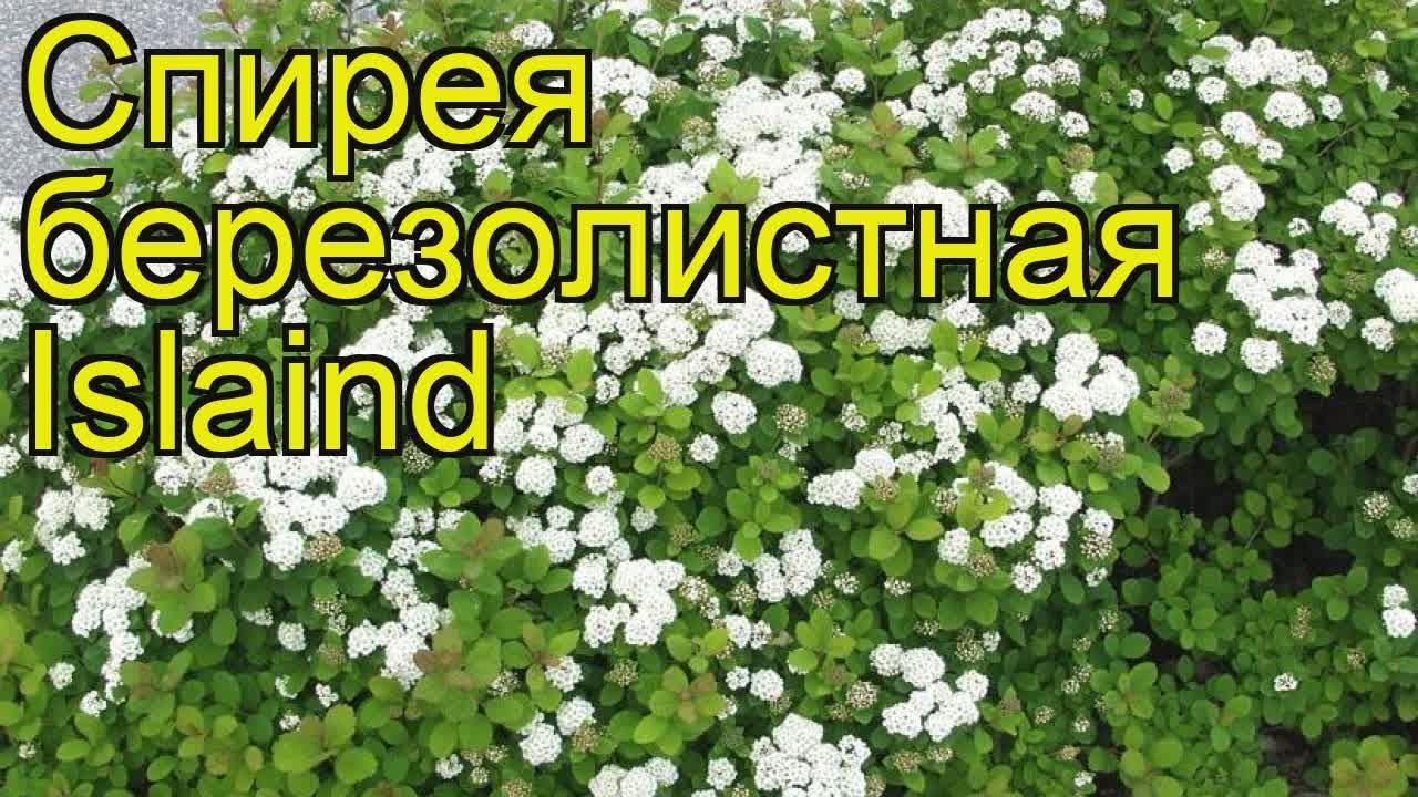 Спирея березолистная