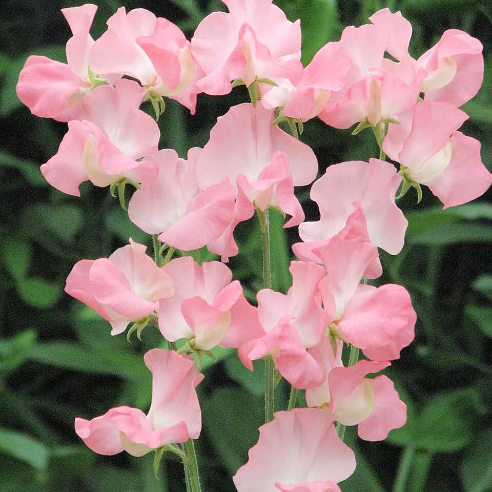 Душистый горошек Душистый горошек