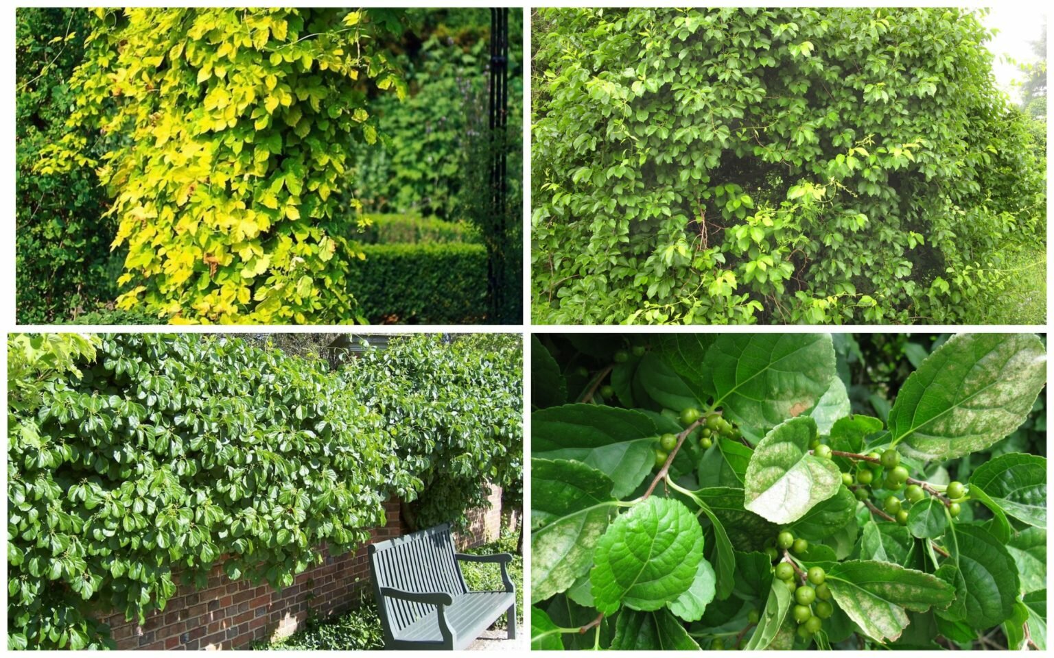 Древогубец Генри