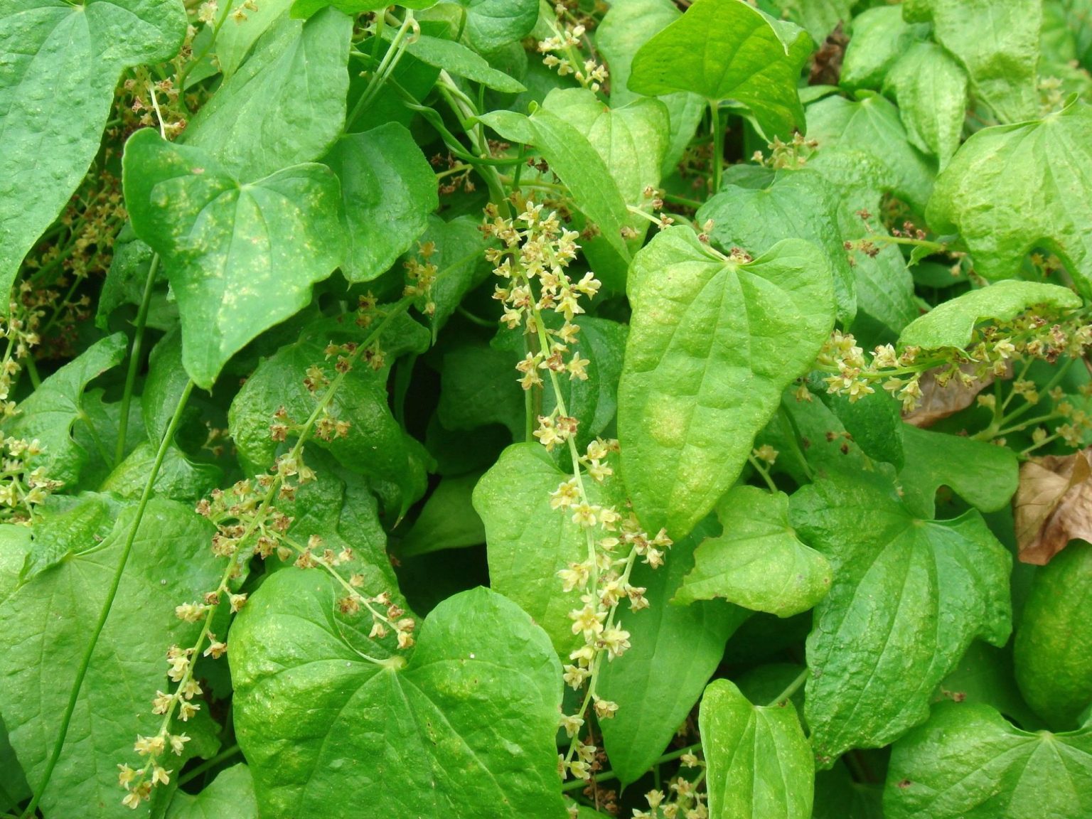 Диоскорея Диоскорея