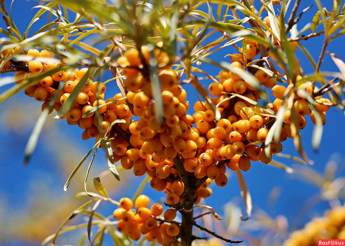 Облепиха Облепиха