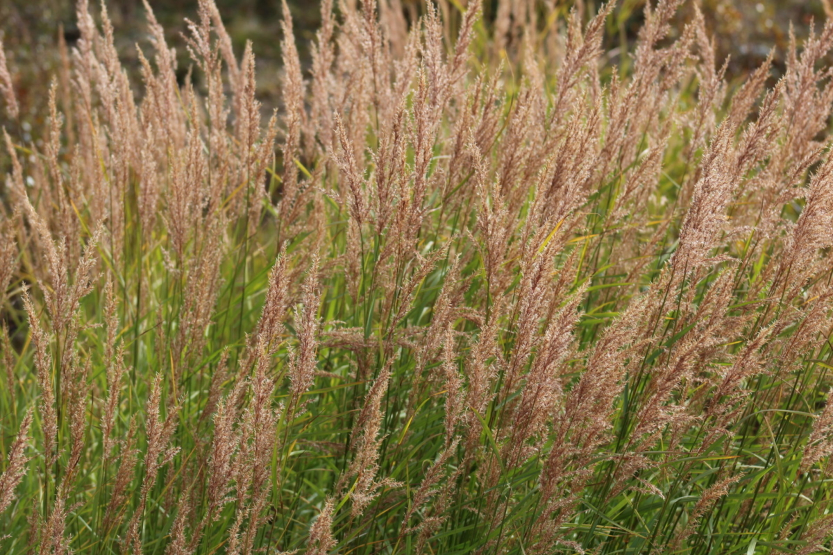 Вейник Вейник