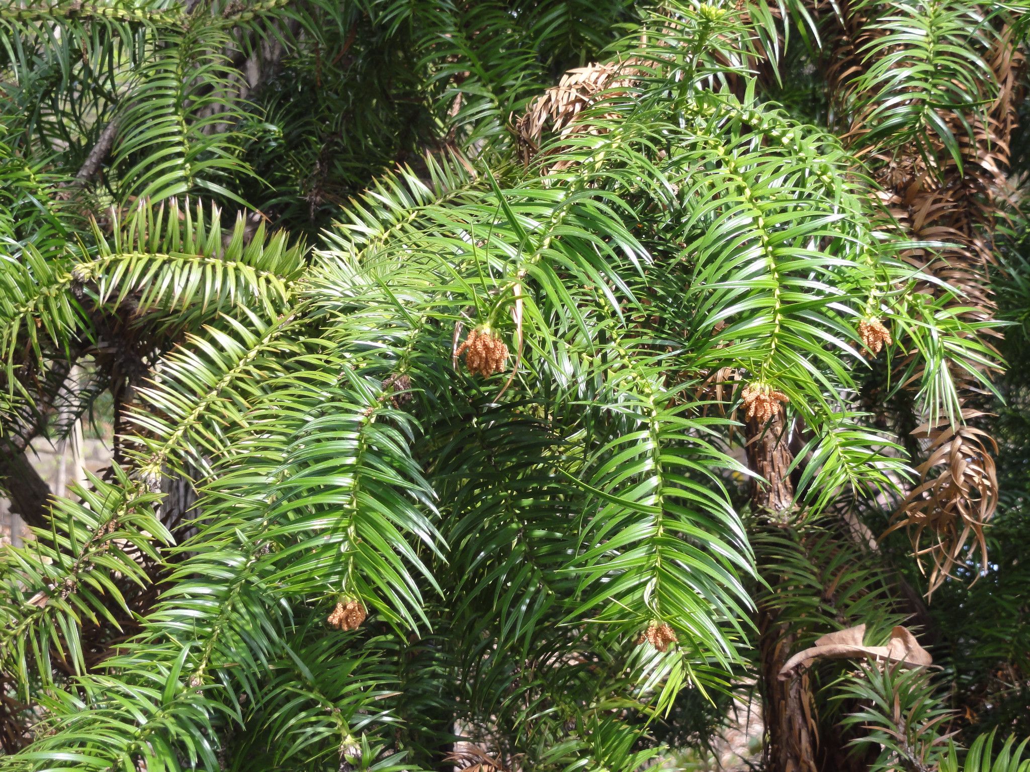 Куннингамия