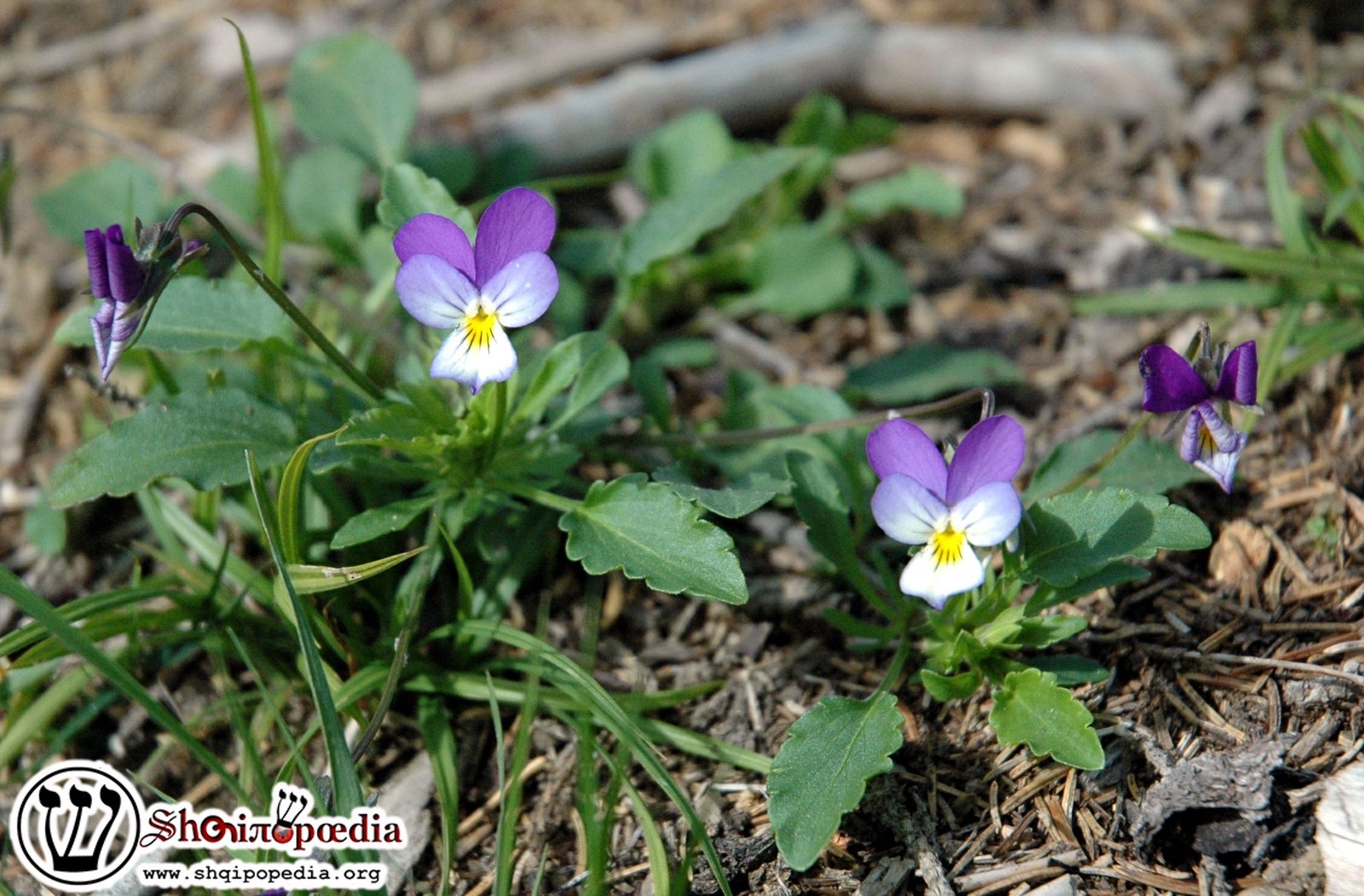 Анютины глазки Анютины глазки