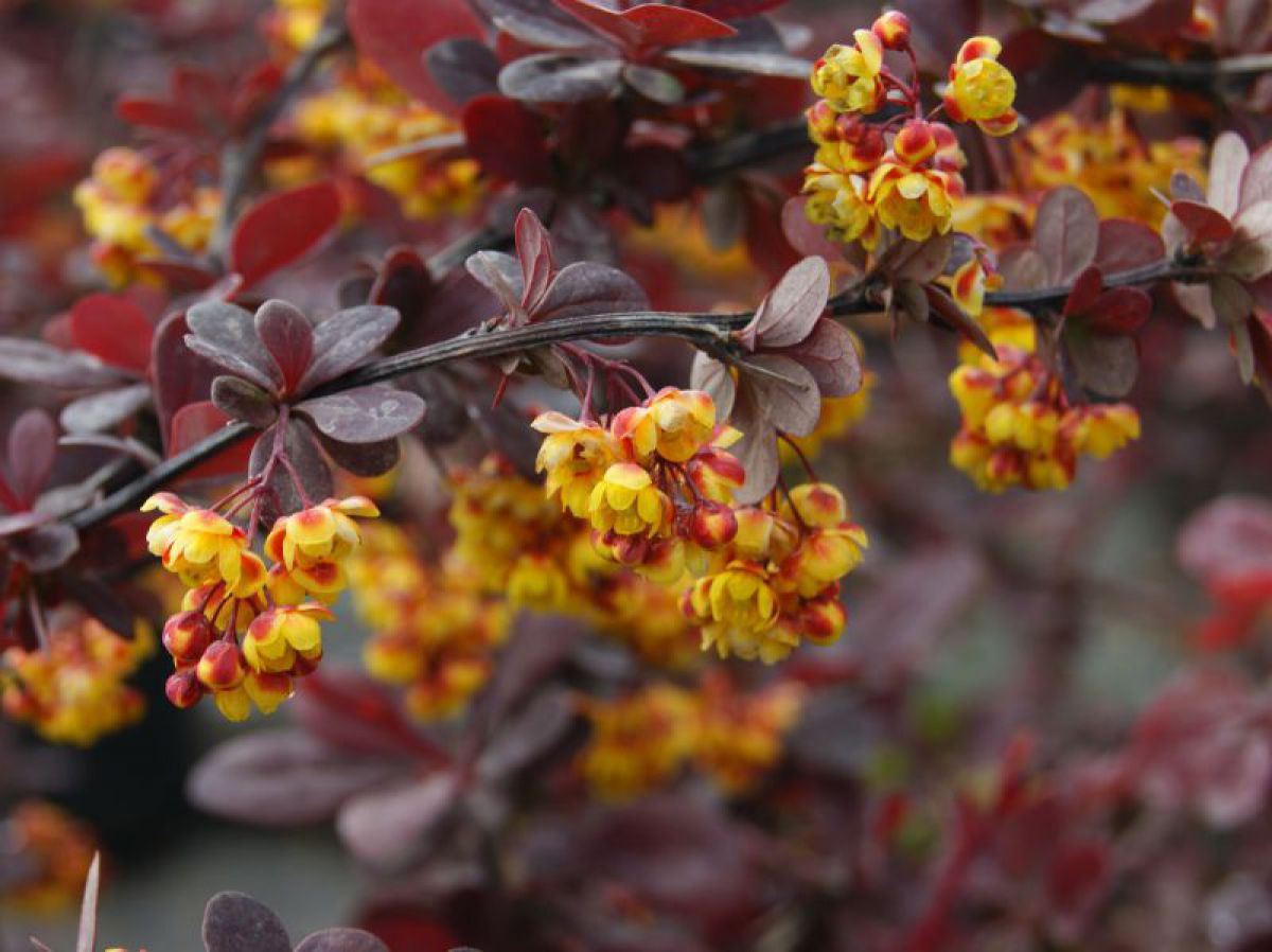 Барбарис разноцветоножковый Барбарис разноцветоножковый