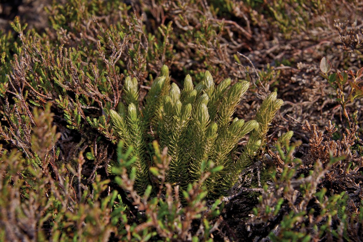 Баранец арктический