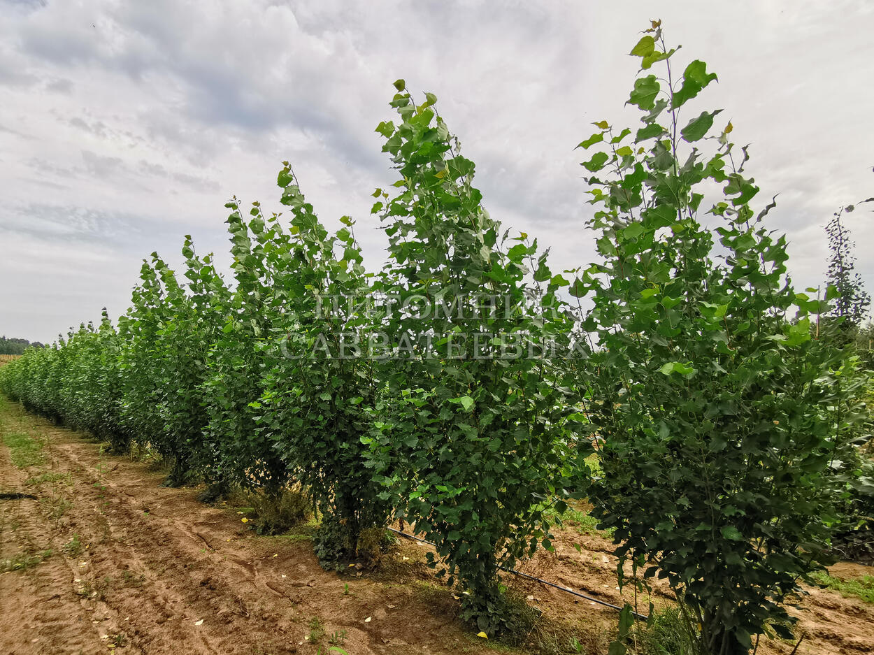 Тополь берлинский