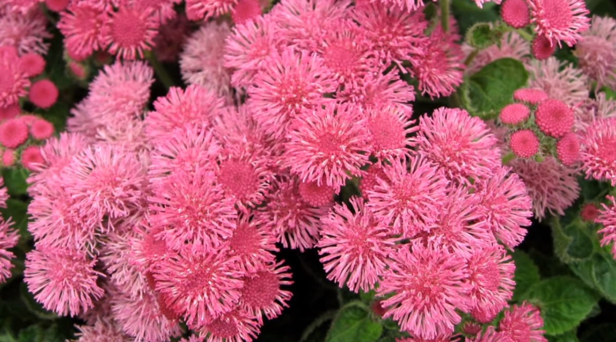 Агератум Агератум