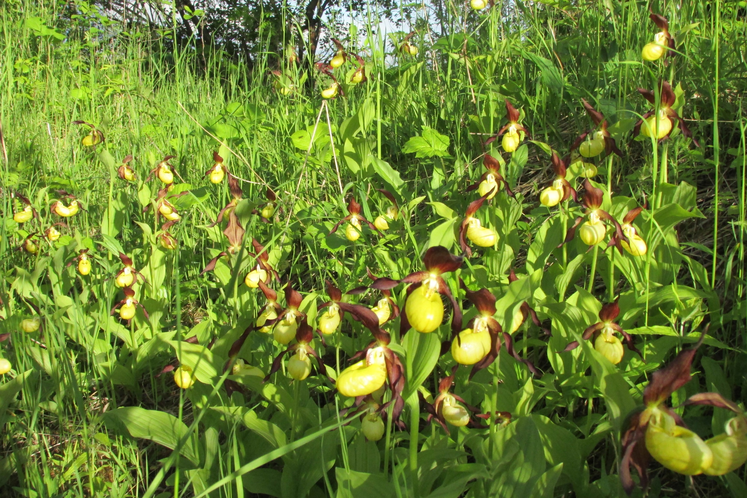 Башмачок настоящий