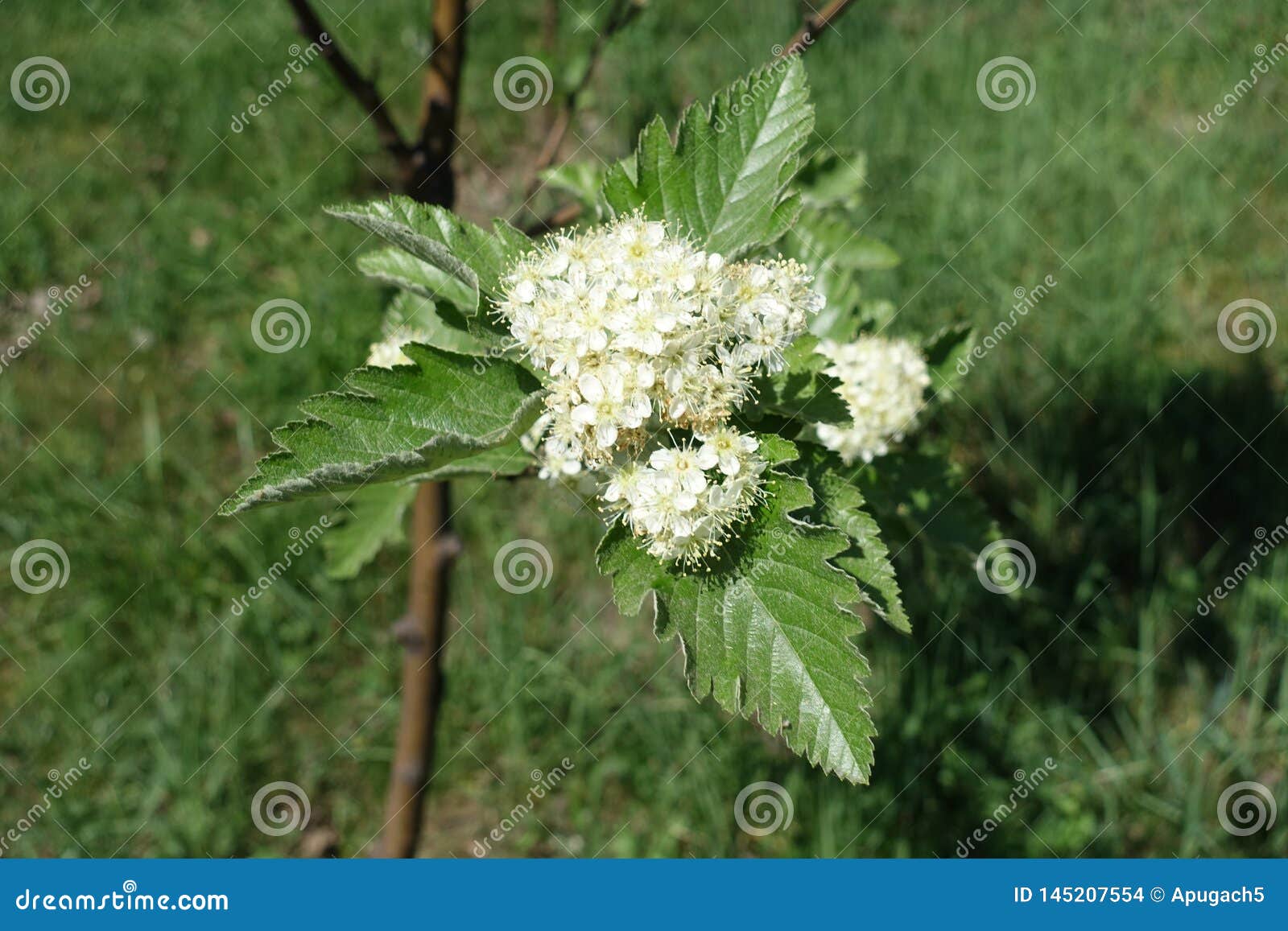 Рябина ария