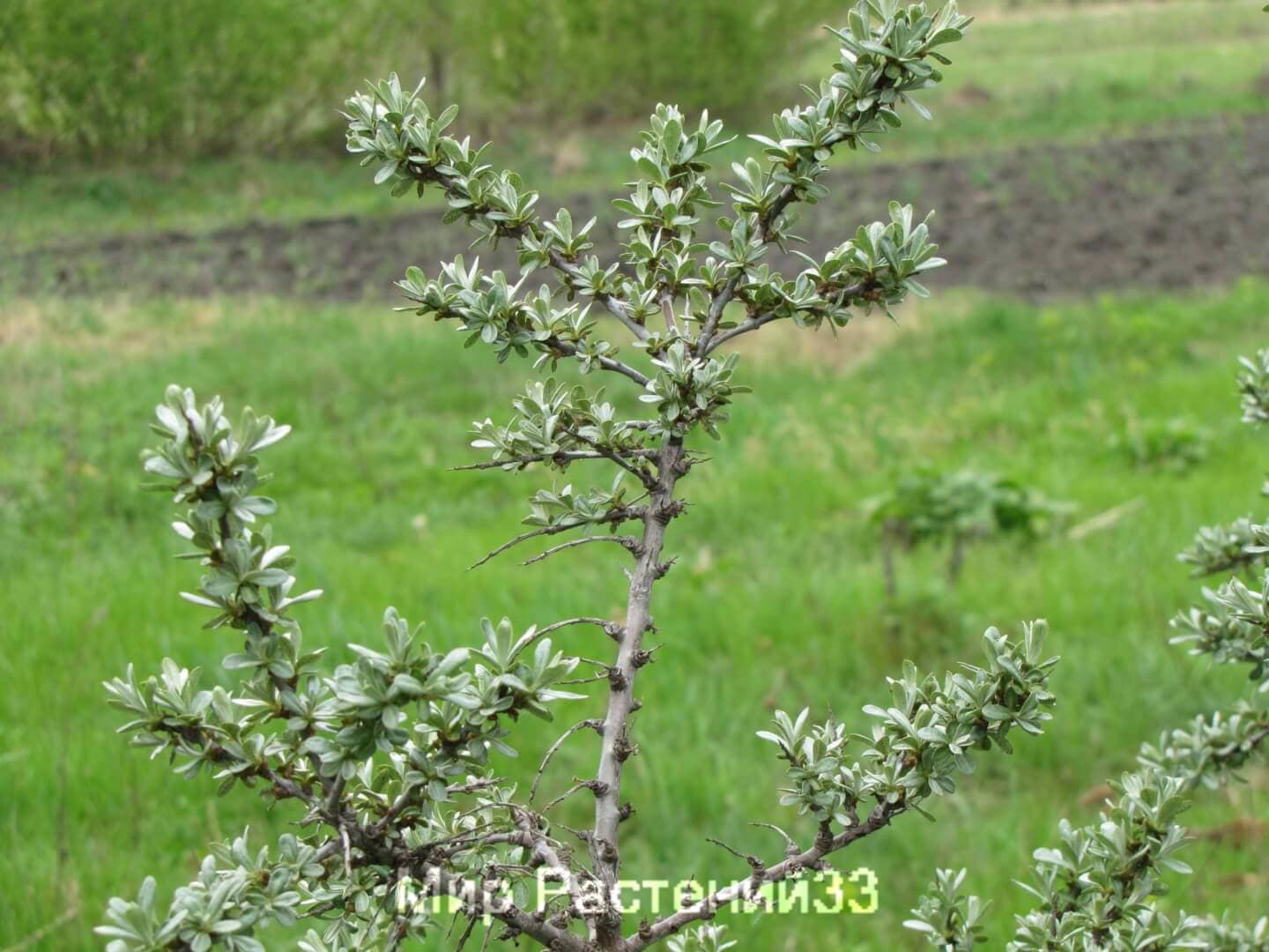 Облепиха Облепиха